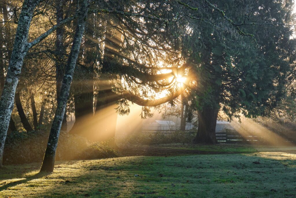 morning light through dewy tree branches with subtle sunburst