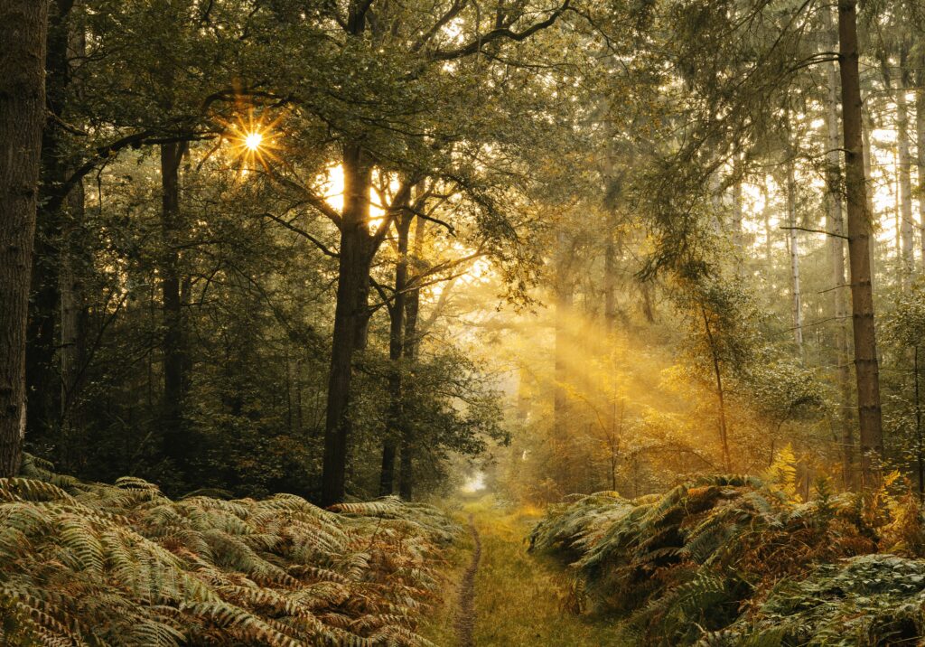 golden sunrise over misty forest clearing symbolizing new beginnings