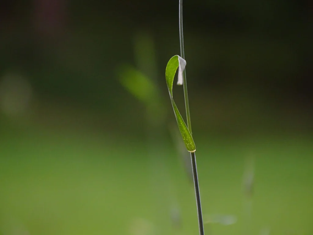 Seedling icon representing leadership growth