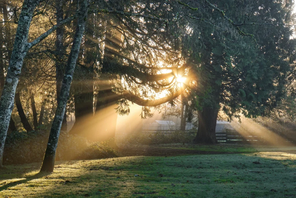 golden sunrise over misty forest clearing symbolizing new beginnings
